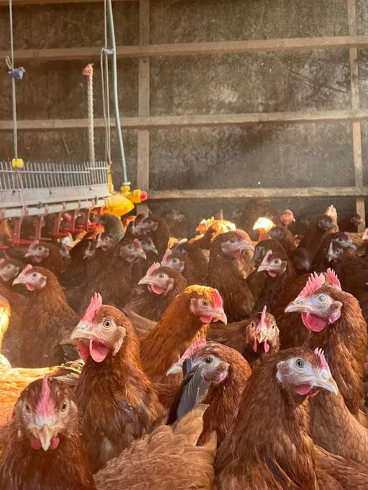 Sprzedam Kury NIOSKI