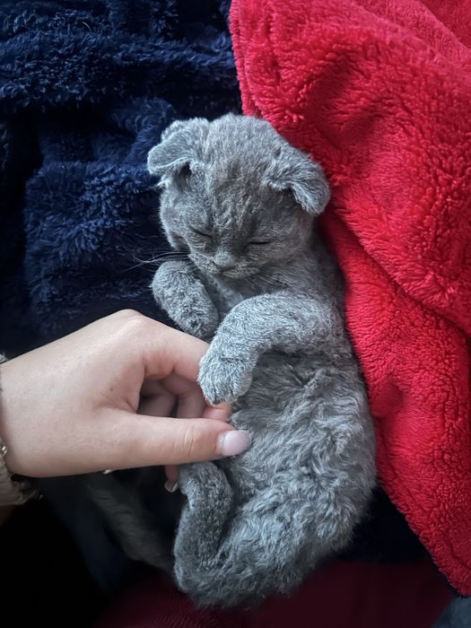 Киця шукає родину