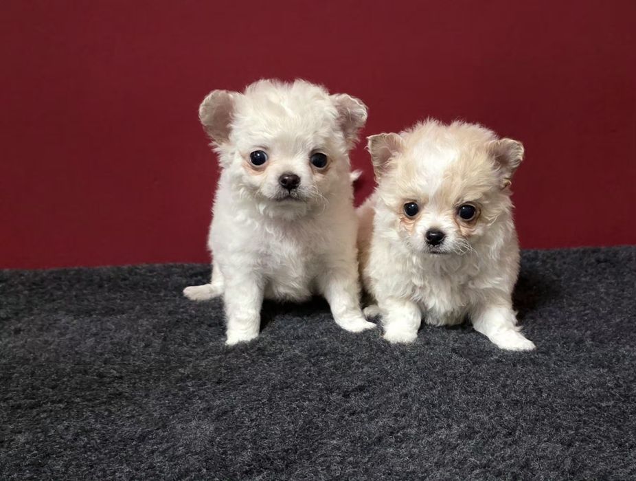 Chihuahua de pelo comprido