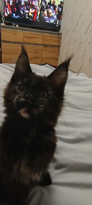 Kotka Maine coon do hodowli