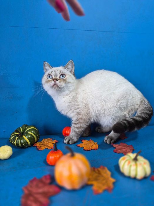 Шотландський клубний красунчик