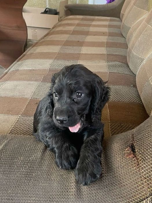 Чорні красуні кокер спаніеля для вашого дому