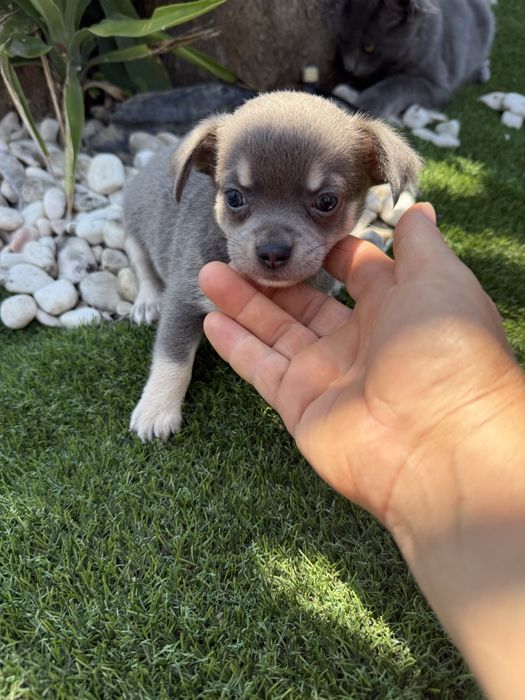 Chihuahua miniatura blus
