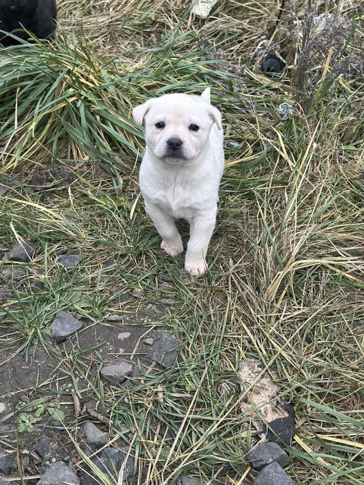 Цуценята в добрі руки