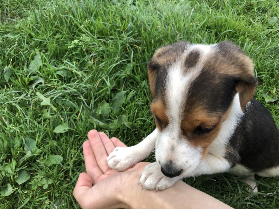 Естонці щенята