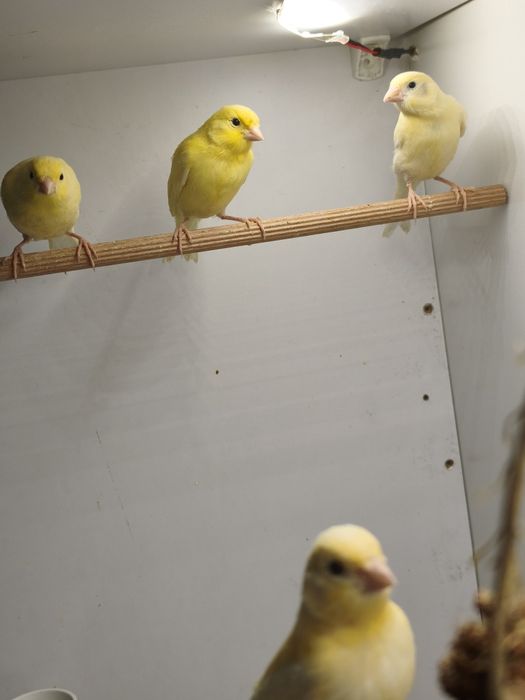 Kanarki samce, samice