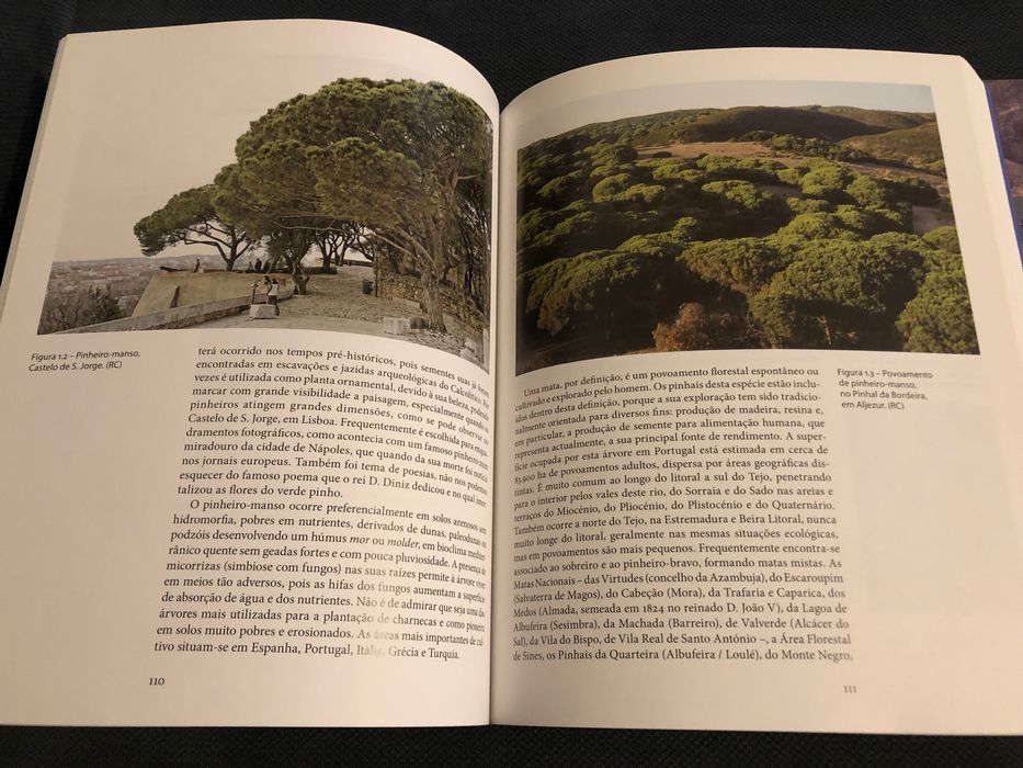 Árvores e Florestas: Pinhais e Eucaliptais / Proteger a Floresta