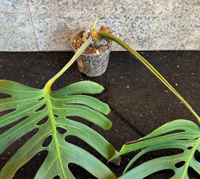 Monstera Deliciosa var. sierrana