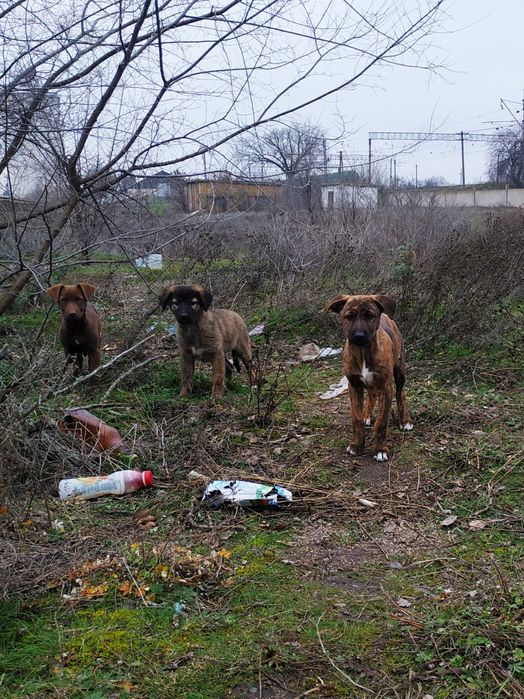 Отдам щенков ,есть девочки и мальчики!