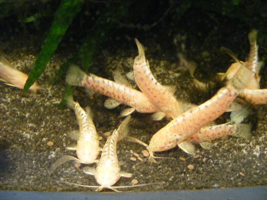 GB Kiryśnik Czarnoplamy Albinos