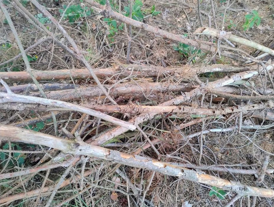 oddam gałęzie z wycinki lasu sosnowego