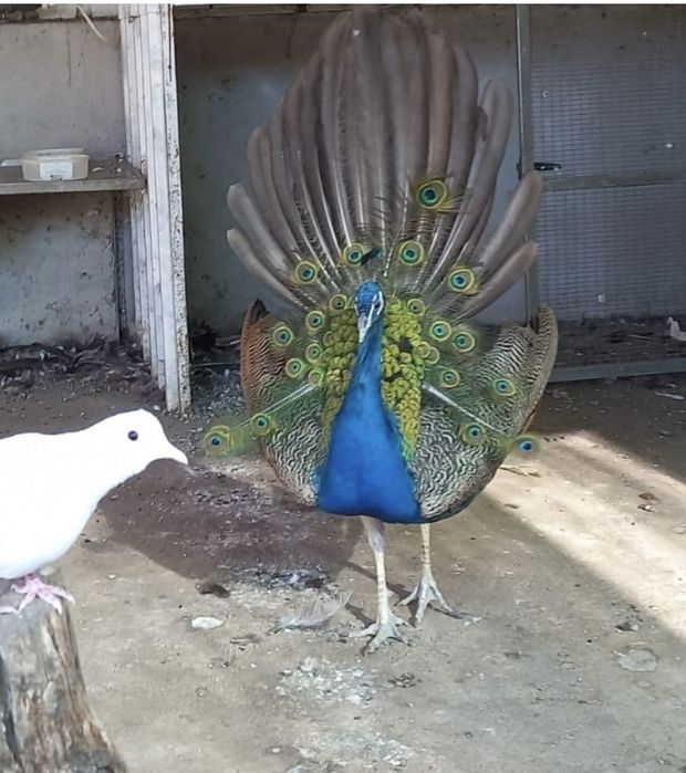 Vendo casal de pavões