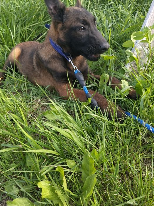 Owczarek belgijski malinois