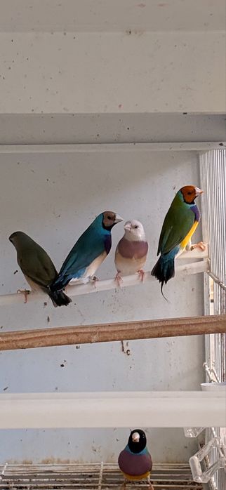 Diamantes de gould