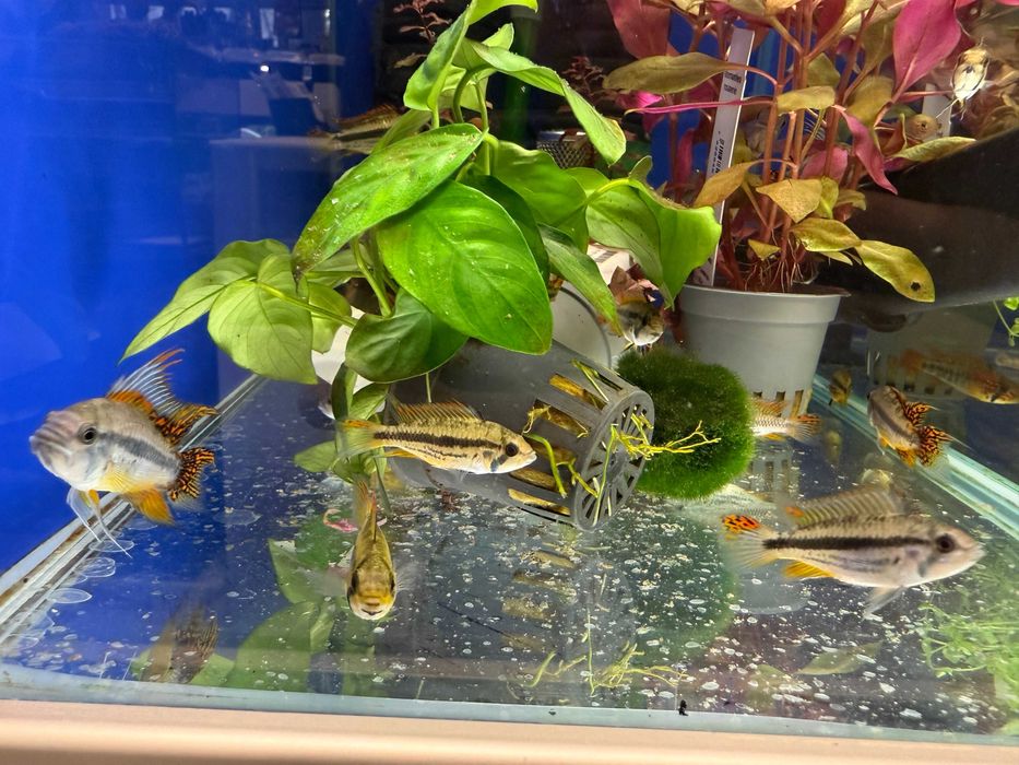 Pielęgnica pielęgniczki Kakadu