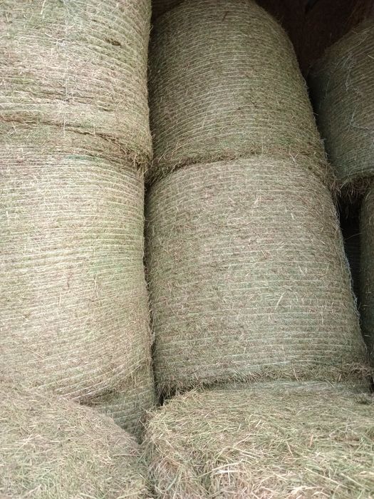 Siano słoma  pszenna  sprzedam