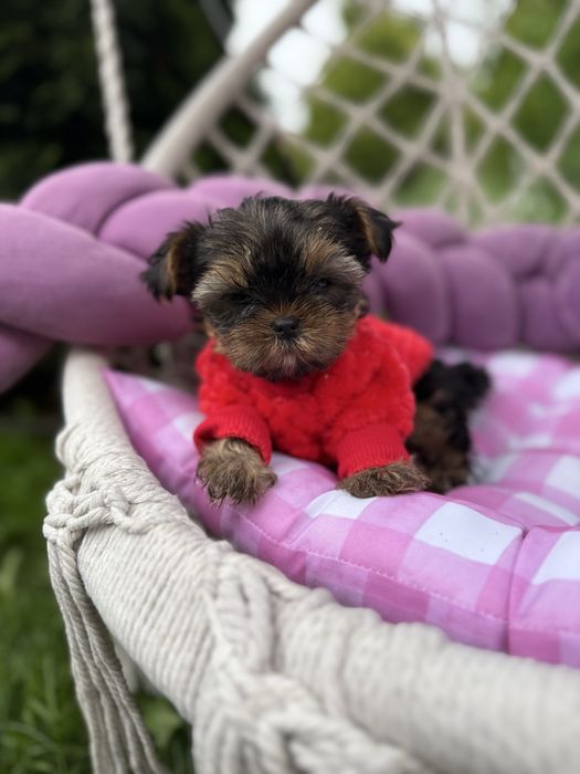 Шикарні супер мініки йорки