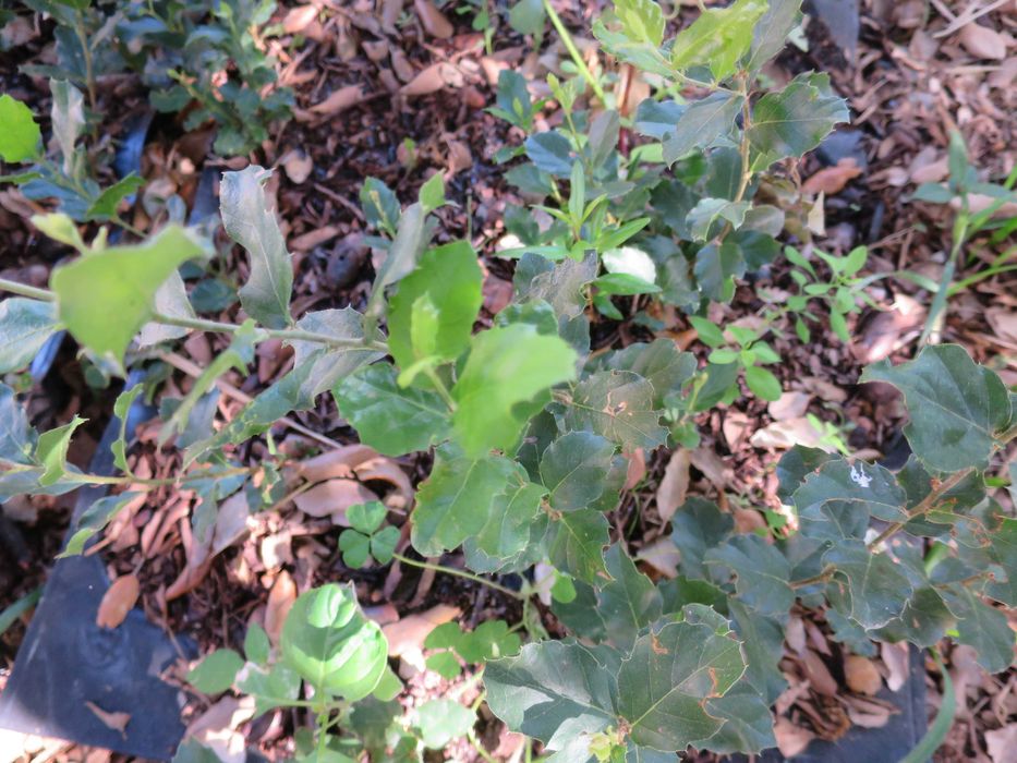 Mudas sobreiros para plantar árvores