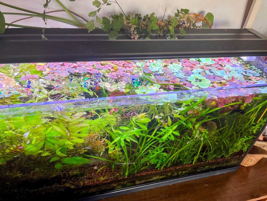 Aquário Plantas Superfície Low Tech - Amazon Frogbit Pistias Red Root
