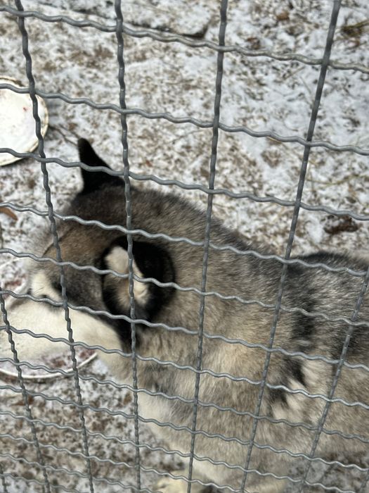 Віддам безплатно