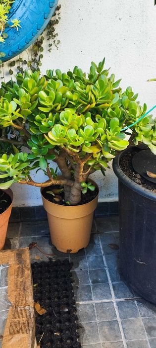 Jade suculenta de vários tamanhos