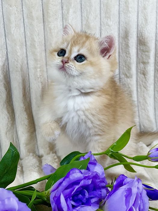 Золота шиншила клубне кошеня