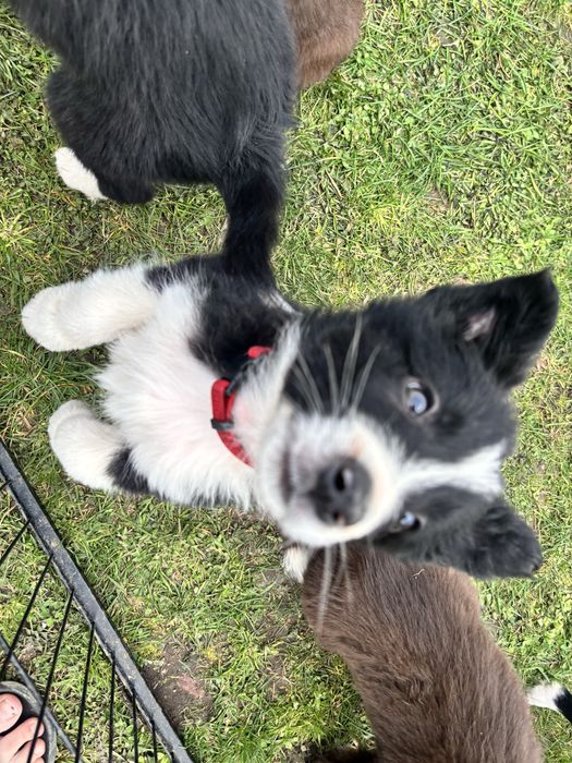 Czarno-Biały piesek border collie Gotowy do odbioru