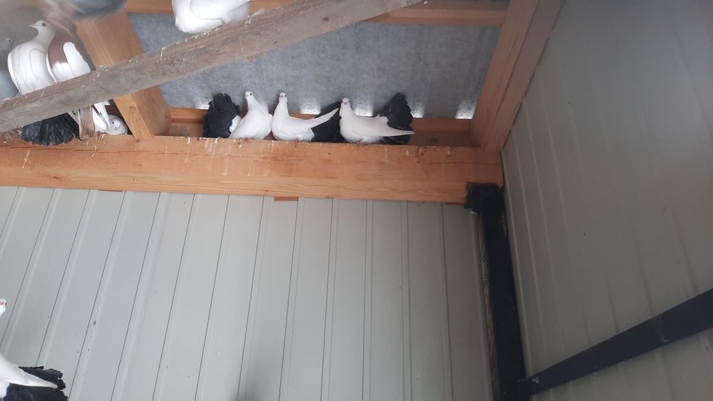 Pawiki samica samiec