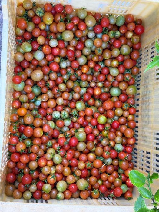 Bio Organic cherry Tomato by Naturally