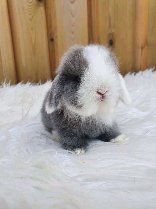 (KIT) Coelhos anões mini hôlandes, toy desparasitados e vacinados