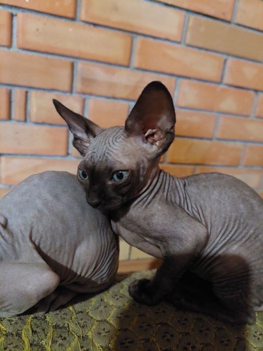 Сфінкс (кошенята)
