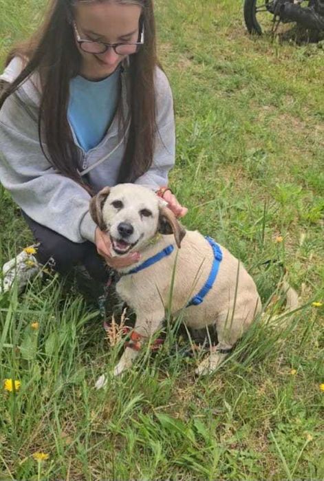 Daisy – mały aniołek po przejściach szuka domu
