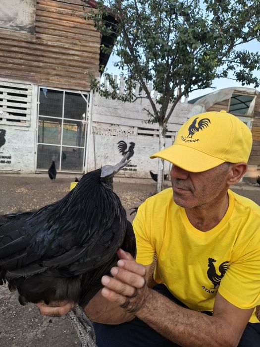 Куры породы Аям Цемани Черного Цвета