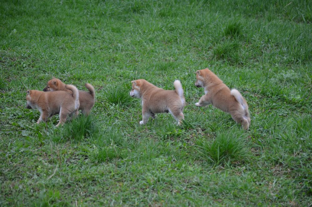 Шиба/Сіба іну/Shiba, КСУ-FCI! Київ, відправлю. Є "Оплата частинами"