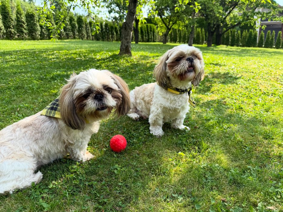 Leśny Hotel dla psów w Jaworzu opieka nad psem na najwyższym poziomie