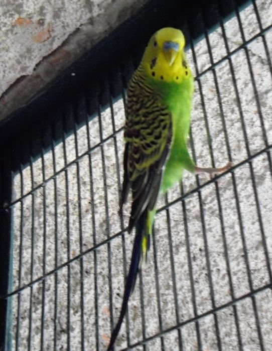 Macho de periquito