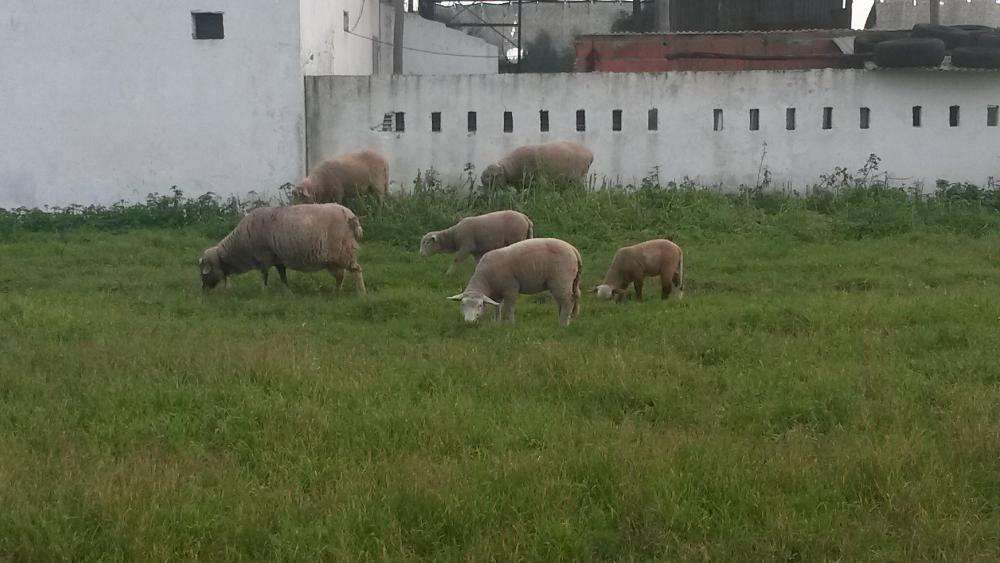 Estrume de Ovelha & Cabra