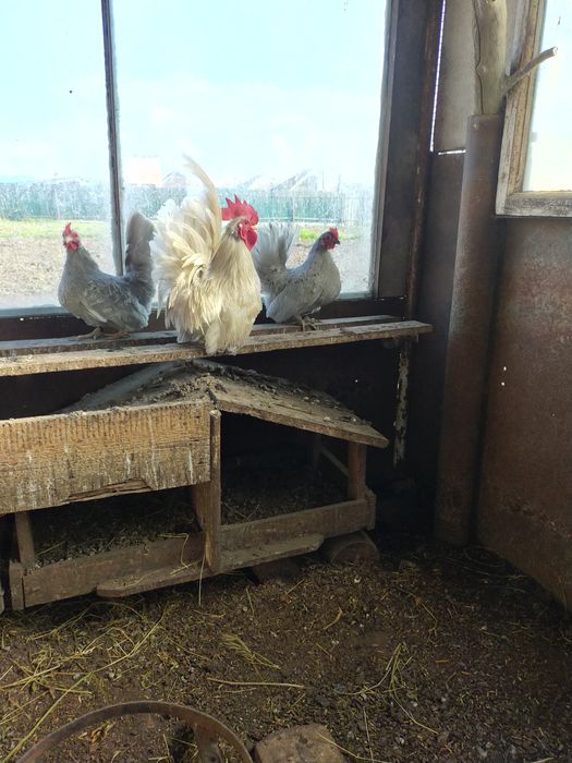 Куры породы Шабо