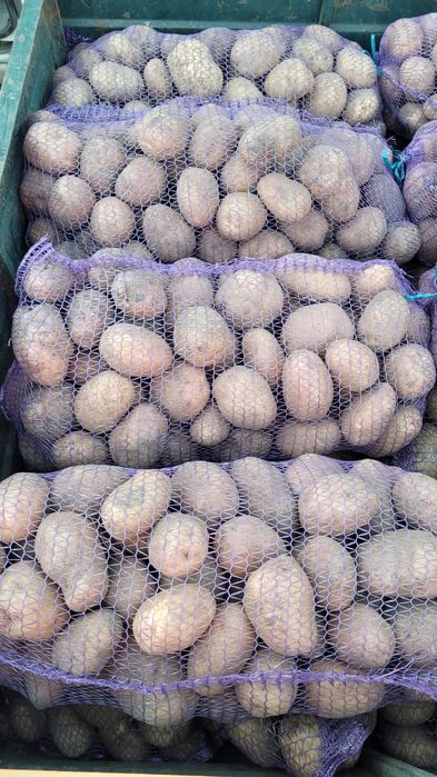 Продам Картоплю велика сорт тайфун бела роса: 22 грн. - Продукти ...