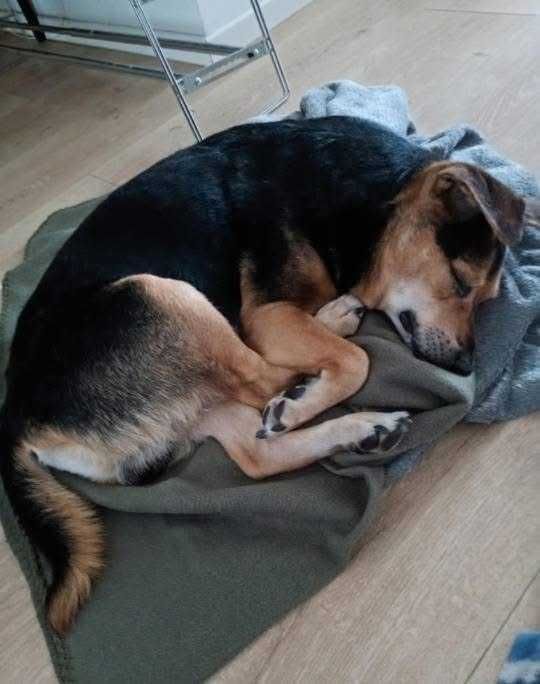 Psy do oddania w dobre ręce