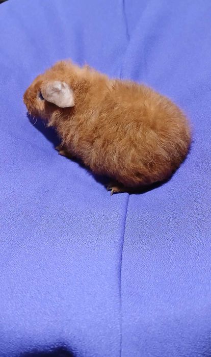 Морська свинка,  Тедді