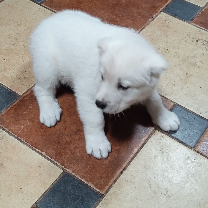 Продається дівчинка  алабая