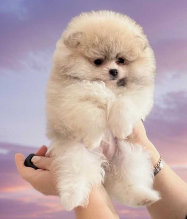 Померанксий шпиц. Девочка очаровашка.