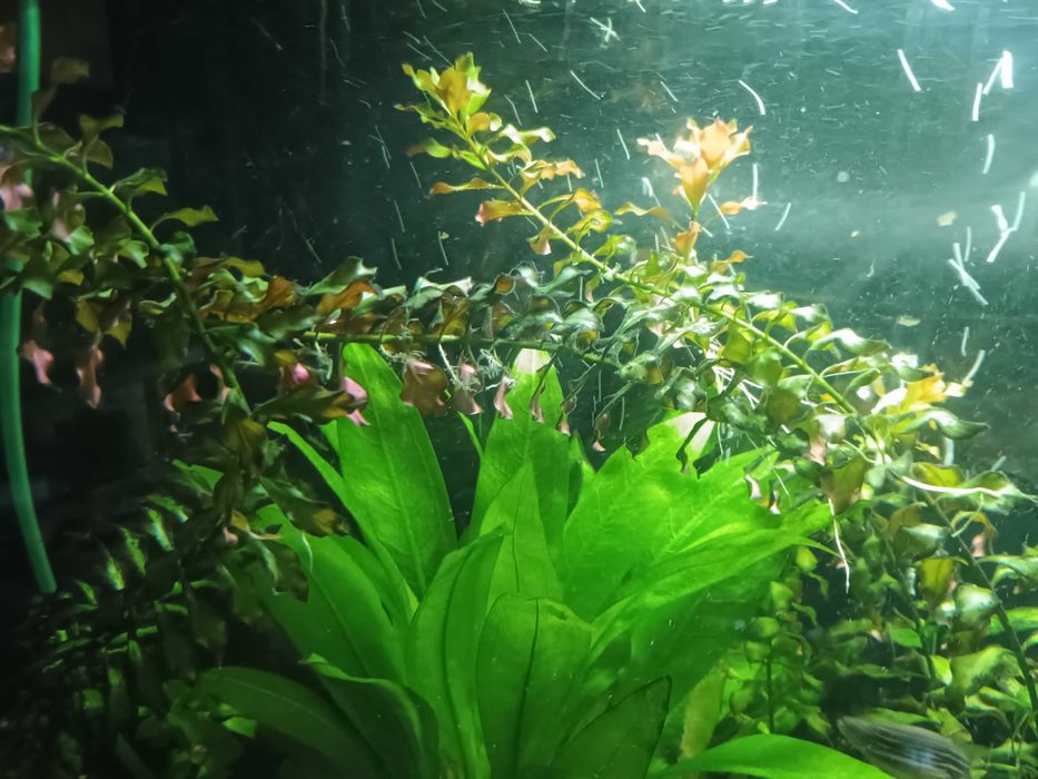 Ludwigia roślina do akwarium