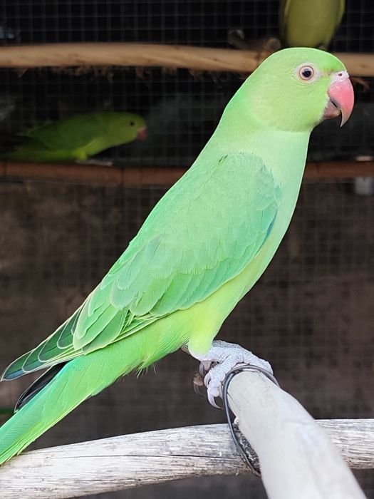 Várias aves para cedencia