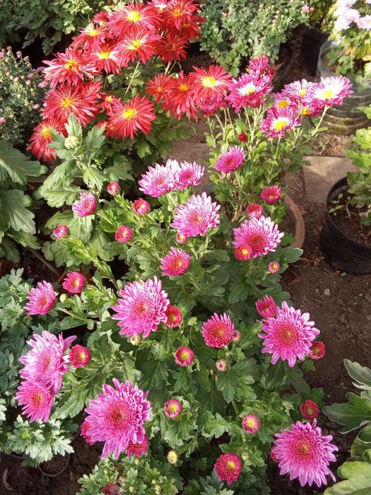 Маточні кущі хризантем мультифлора