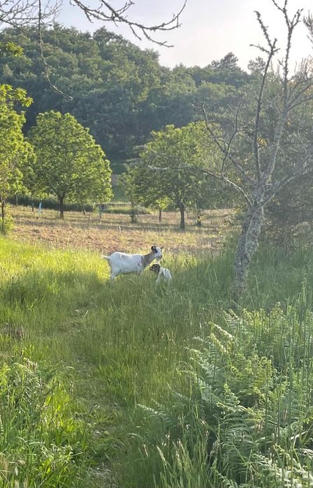 Troco ou vendo  cabras anas paridas