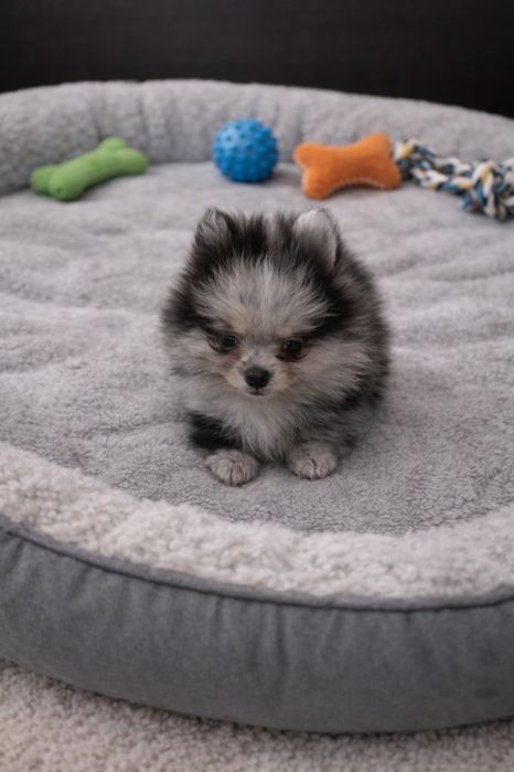 Szpic miniaturowy pomeranian pies blue merle
