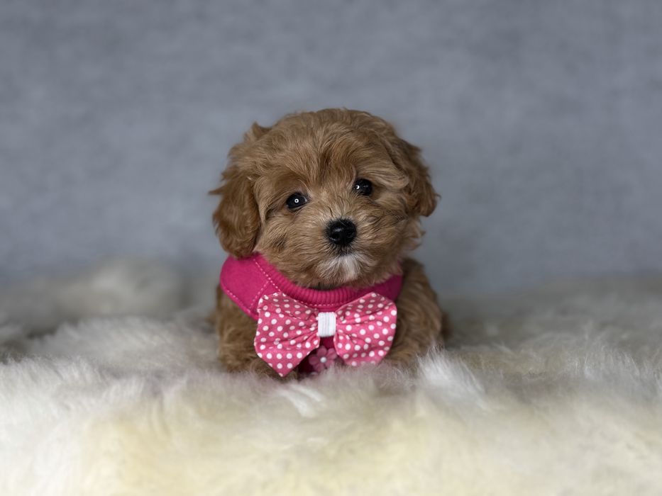 Maltipoo piesek