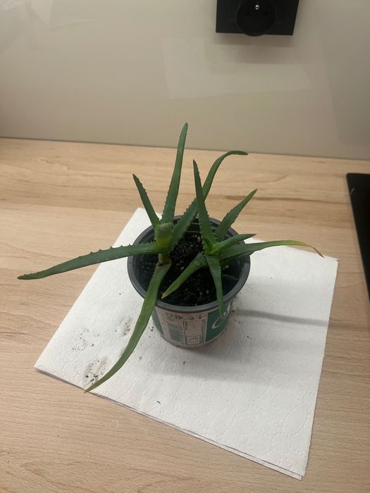 aloes, philodendrony